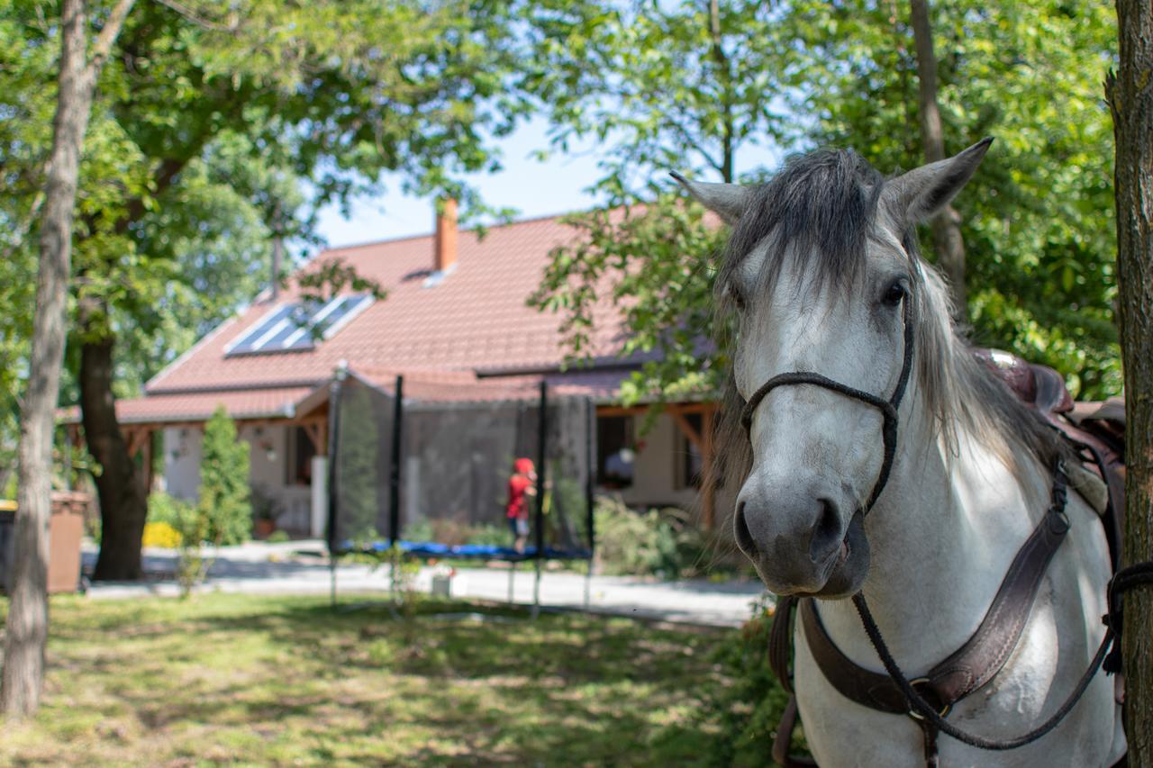 Toelgyfa Vendeghaz Hotell Kiskoros Exteriör bild